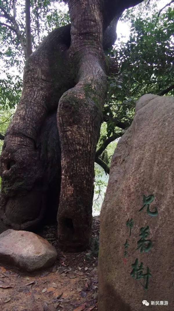 桐庐香樟花园宜居美景，房价持续攀升展现活力