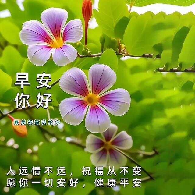 每日精选早晨问候图集